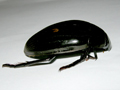 Hydrophilus piceus